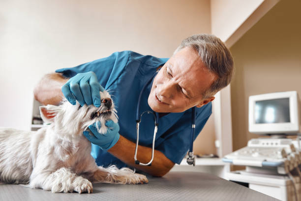 Best Root Canal Emergency Dentist  in Melbourne, AR
